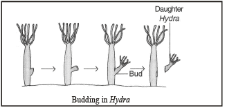 How Do Organisms Reproduce Class 10 Notes Science Chapter 7