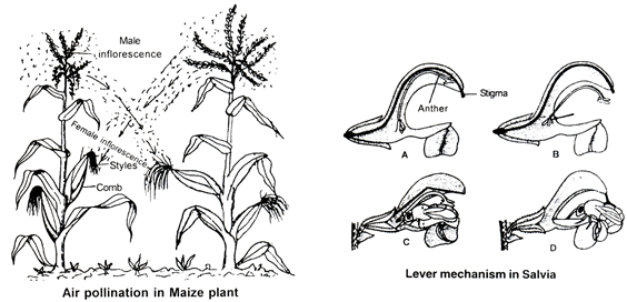 Sexual Reproduction in Flowering Plants, Chapter Notes, Class 12, Biology, Part -2