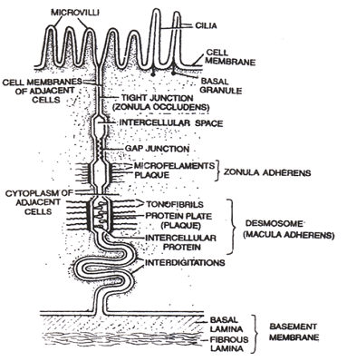 Animal Tissue - Structural Organisation in Animals, Biology, Class 11