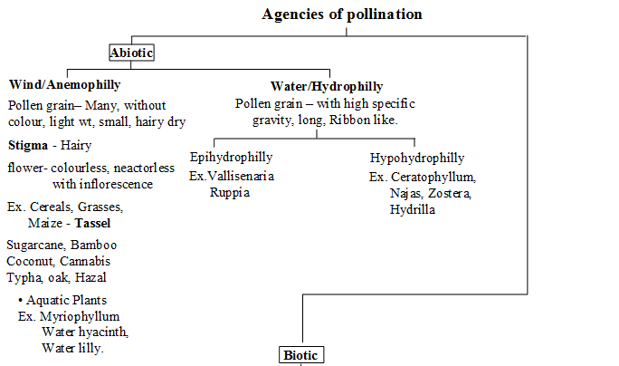 Sexual Reproduction in Flowering Plants, Chapter Notes, Class 12, Biology, Part -2