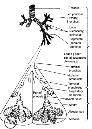 Respiratory System, Chapter Notes, Class 11, Biology
