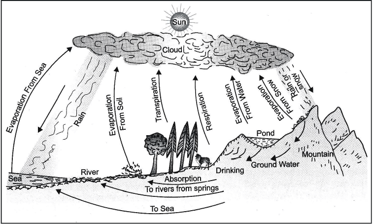 Types of Bio Geo-Chemical Cycles, Ozone Layer and Green House Effect | Biology for Grade 9