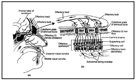 The Tongue & Ear | Biology A-Level - A Level