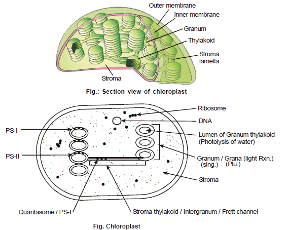 Cell Biology, Chapter Notes, Class 11, Biology