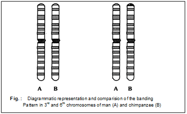 Origin & Evolution of Man | Biology for ACT