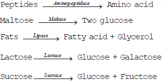 Nutrition in Human Beings - Class 10