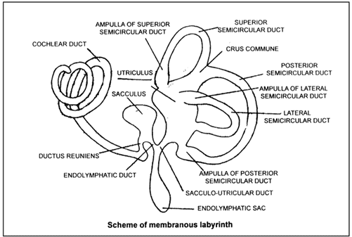The Tongue & Ear | Biology A-Level - A Level