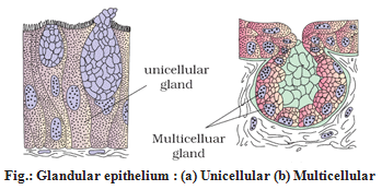 Animal Tissue - Structural Organisation in Animals, Biology, Class 11