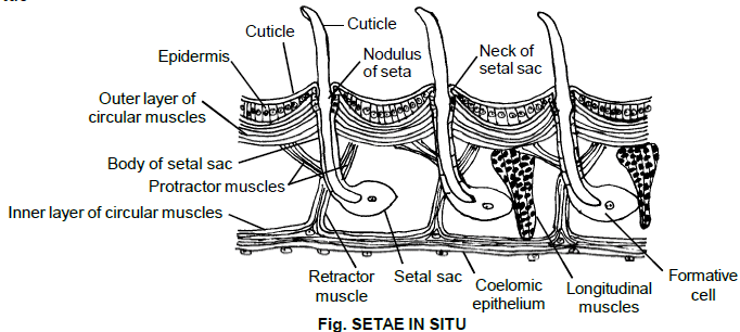 Earthworm, Chapter Notes, Class 11, Biology