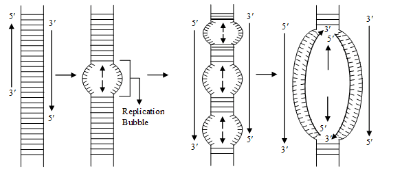 Nucleic Acids (DNA & RNA) | Biology for ACT