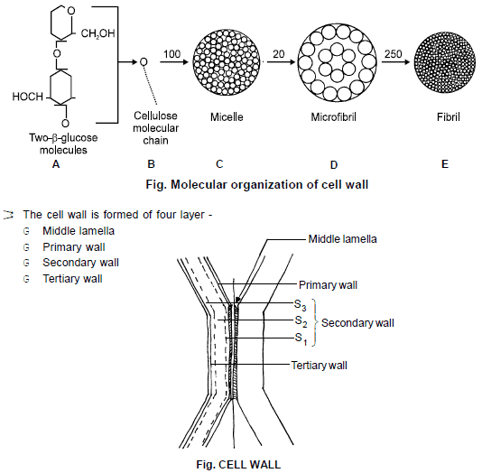 Cell Biology, Chapter Notes, Class 11, Biology