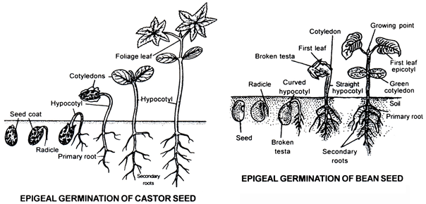Sexual Reproduction in Flowering Plants, Chapter Notes, Class 12, Biology, Part -2