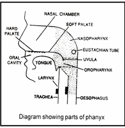 Digestive System, Chapter Notes, Class 11,Biology