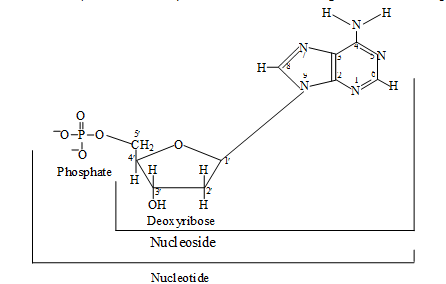 Important,Chapter,Notes,Protoplasm,Class,11,Biology