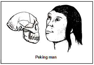 Origin & Evolution of Man | Biology for ACT