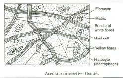 Animal Tissues | Science Class 9
