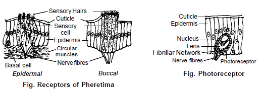 Earthworm, Chapter Notes, Class 11, Biology