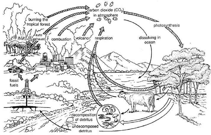 Types of Bio Geo-Chemical Cycles, Ozone Layer and Green House Effect | Biology for Grade 9