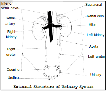 Excretion In Plant and Animals Class 10 Notes Science