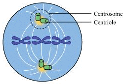 Centrosome