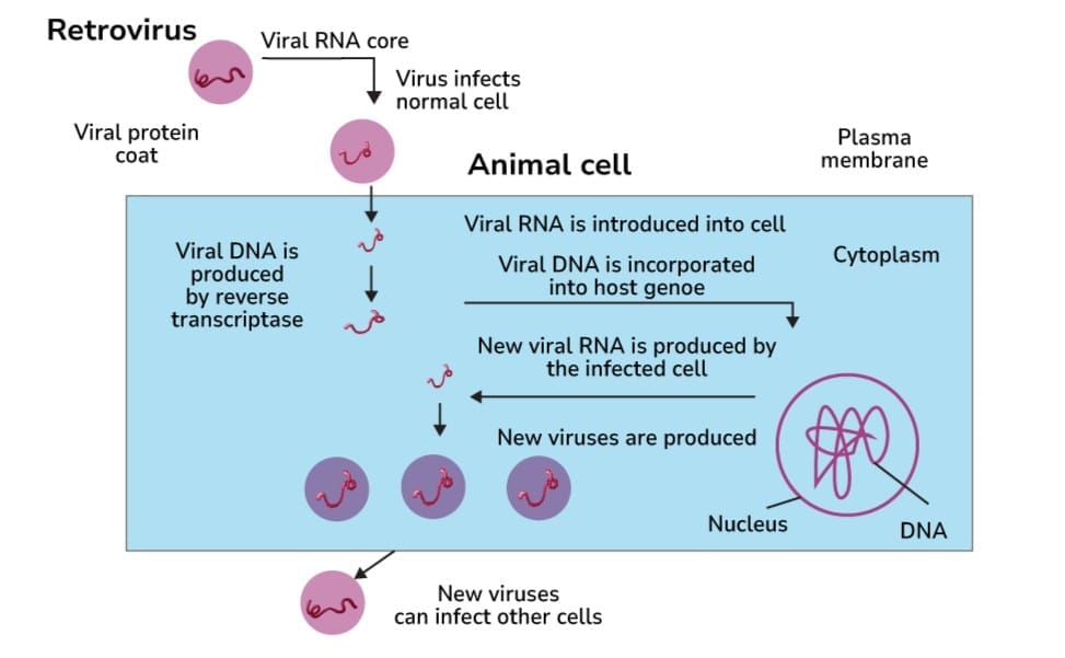 Replication of Retrovirus