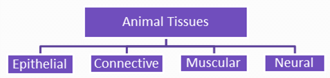 Animal Tissue | General Awareness for SSC CGL