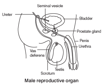 Reproduction in Plants and Animals (Humans) | General Awareness for SSC CGL