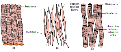 Animal Tissue | General Awareness for SSC CGL