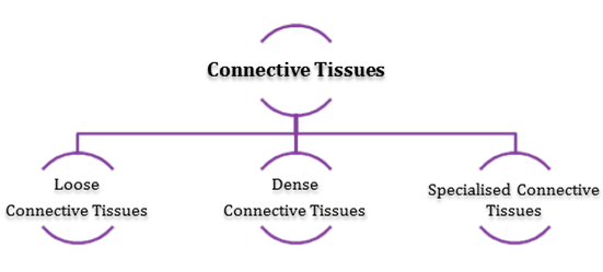 Animal Tissue | General Awareness for SSC CGL
