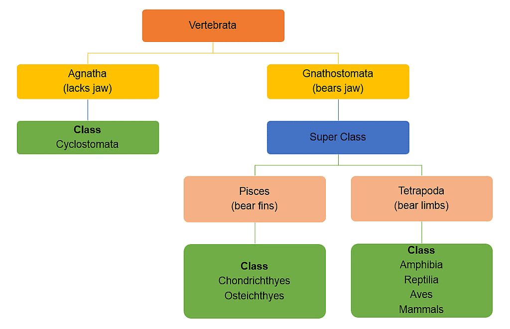 Classification of Animal Kingdom | General Awareness for SSC CGL
