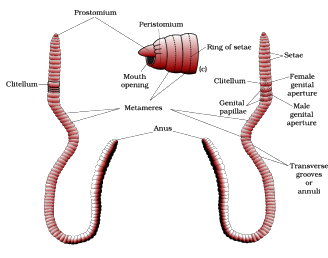 Animal Tissue | General Awareness for SSC CGL