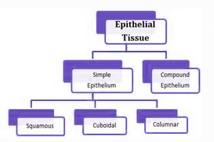 Animal Tissue | General Awareness for SSC CGL