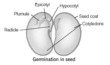 Plant Physiology | General Awareness for SSC CGL