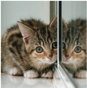 Overview: Mirror Image | General Intelligence and Reasoning for SSC CGL