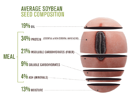 Average soybean seed composition: 19% oil, 34% protein (essential and non-essential amino acids), 21% insoluble carbohydrates (fiber), 9% soluble carbohydrates, 4% ash (minerals), 13% moisture.