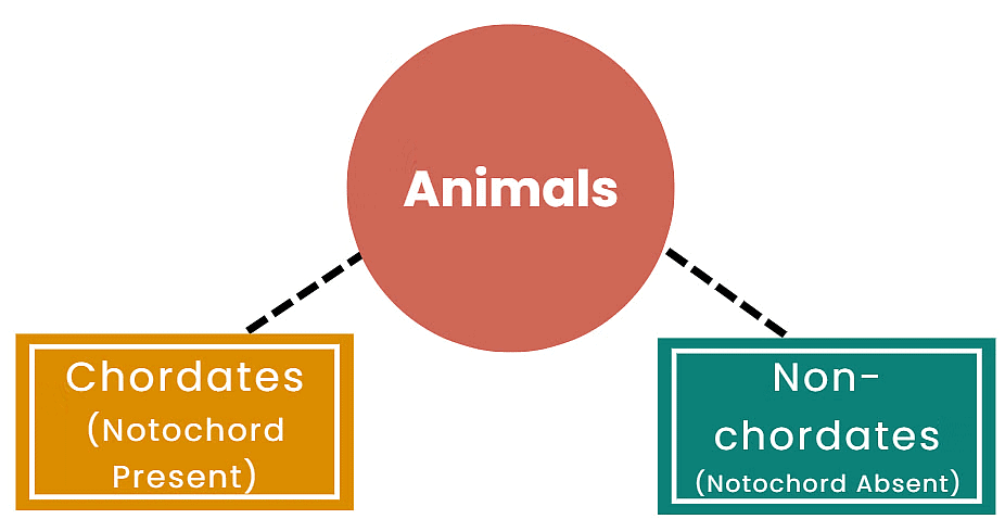 Classification of Animal Kingdom | General Awareness for SSC CGL