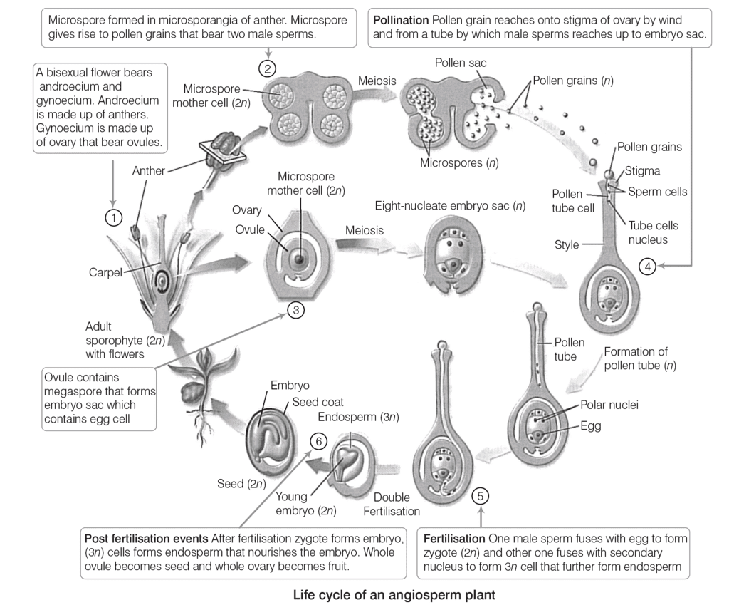 Reproduction in Plants and Animals (Humans) | General Awareness for SSC CGL