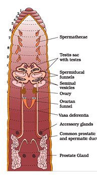 Animal Tissue | General Awareness for SSC CGL