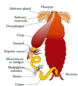 Animal Tissue | General Awareness for SSC CGL