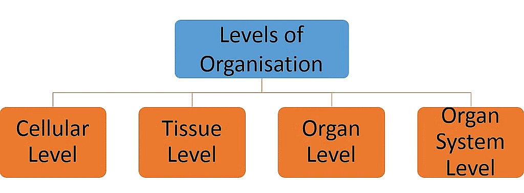 Classification of Animal Kingdom | General Awareness for SSC CGL