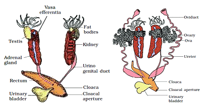 Animal Tissue | General Awareness for SSC CGL