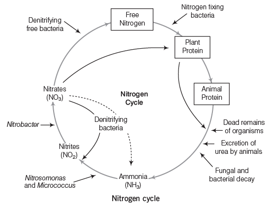 Plant Physiology | General Awareness for SSC CGL