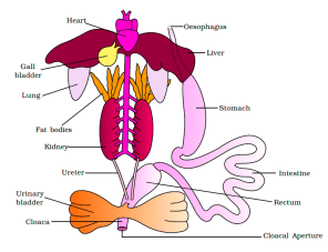 Animal Tissue | General Awareness for SSC CGL