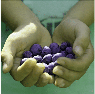 The colors of berries and other fruits are attributable to phytochemicals.