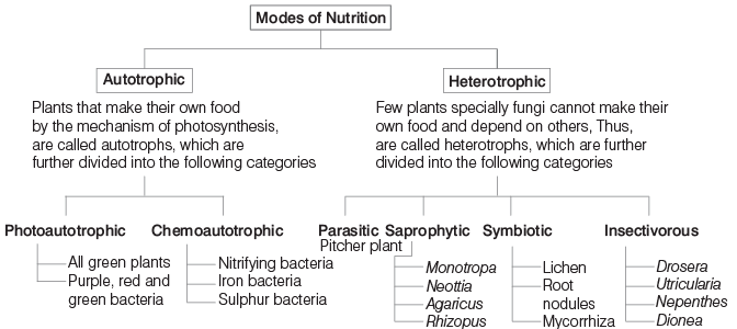 Plant Physiology | General Awareness for SSC CGL