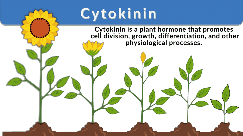 Plant Hormones | General Awareness for SSC CGL