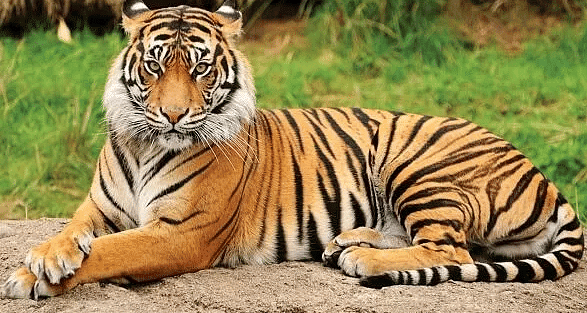 National Symbols of India with Name and its Significance | SSC CGL Tier 2 - Study Material, Online Tests, Previous Year