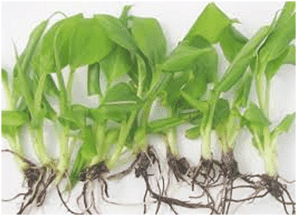 Biotechnology -3 | General Awareness for SSC CGL
