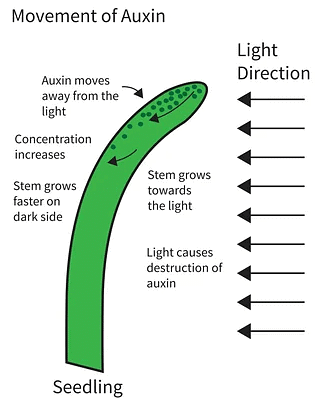 Plant Hormones | General Awareness for SSC CGL