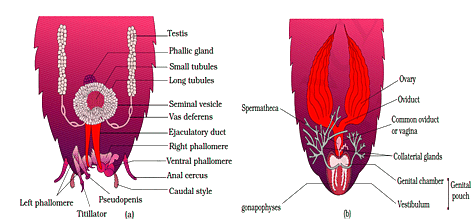 Animal Tissue | General Awareness for SSC CGL